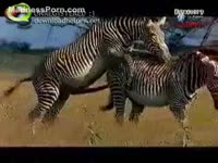 [ Zoophilia Video ] Wild animals have a fun fucking in the savanna